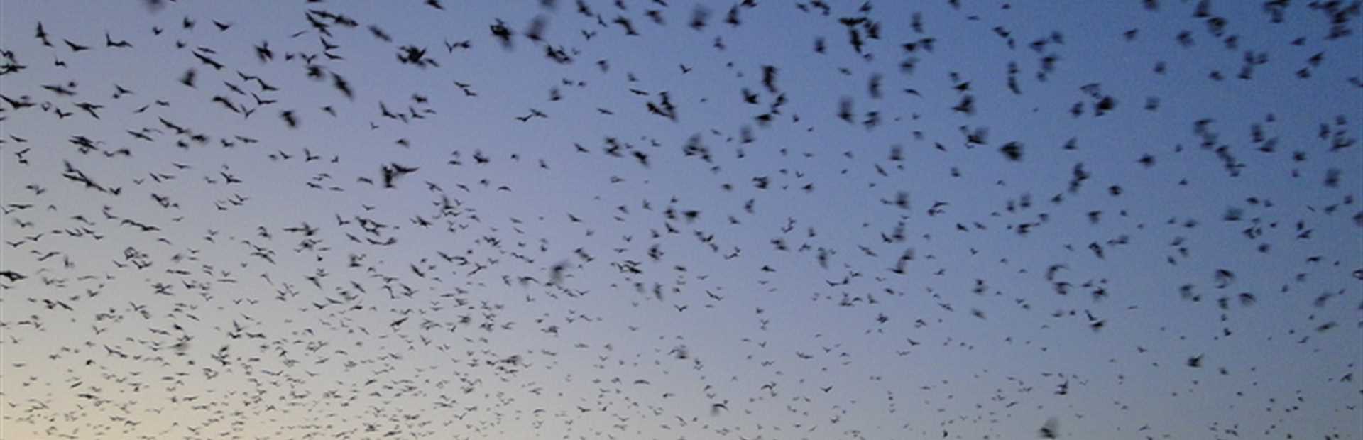 Zambia Kasanka Bat Safari